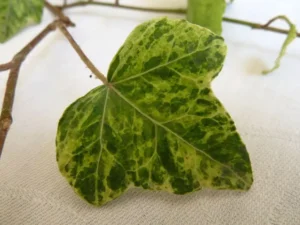 Hedera helix 'Moonbeam'