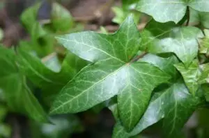 HEDERA helix 'Baccifer'