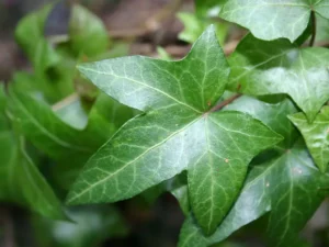 <em>Hedera helix</em> &lsquo;Baccifer&rsquo; – Lierre d&rsquo;ornement