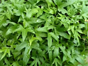 <em>Hedera helix</em> &lsquo;Baden-Baden&rsquo; – Lierre d&rsquo;ornement