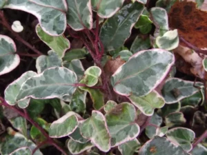 HEDERA helix 'Ballet'