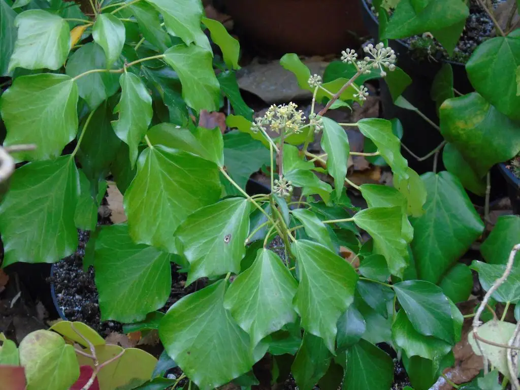 Hedera algeriensis 'Bowles's Ox Heart' adult