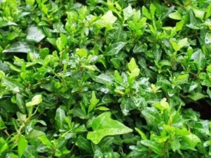 <em>Hedera helix</em> &lsquo;Alt Heidelberg&rsquo; – Lierre d&rsquo;ornement