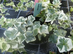 Hedera helix 'Ambrosia'