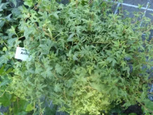 <em>Hedera helix</em> &lsquo;Anita&rsquo; – Lierre d&rsquo;ornement