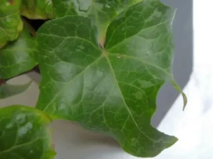 Hedera helix 'Appaloosa'