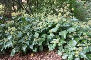 Hedera helix 'Arborescens' (Arborescens)'