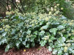 <em>Hedera helix</em> &lsquo;Arborescens&rsquo; – Lierre adulte