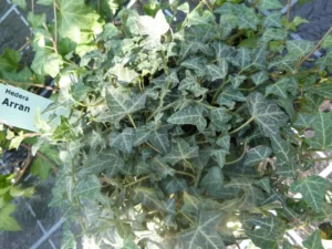 Hedera helix 'Arran'
