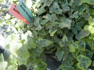 Hedera helix 'Aureovariegata'-2