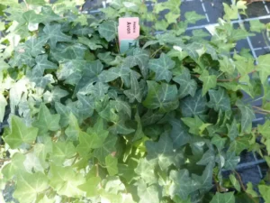 Hedera helix 'Avon'