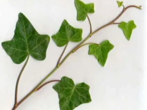 <em>Hedera helix</em> &lsquo;Baltica&rsquo; – Lierre d&rsquo;ornement