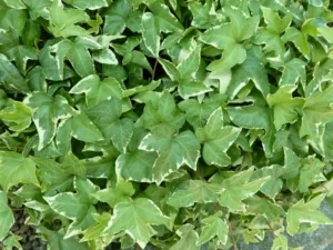 Hedera helix 'Bettina' (Hedera helix 'Bettina')'