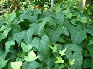 Hedera hibernica 'Big Shot'