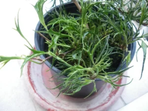 Hedera helix 'Bizar'