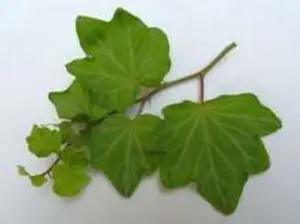 Hedera helix 'Brahms'