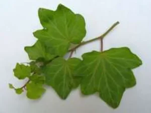 <em>Hedera helix</em> &lsquo;Brahms&rsquo; – Lierre d&rsquo;ornement