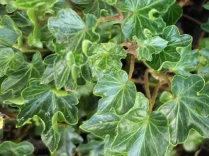 Hedera helix 'Bredon' (Bredon)'