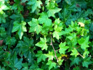 Hedera helix 'Brigette'