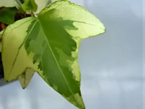 <em>Hedera helix</em> &lsquo;Brightstone&rsquo; – Lierre d&rsquo;ornement