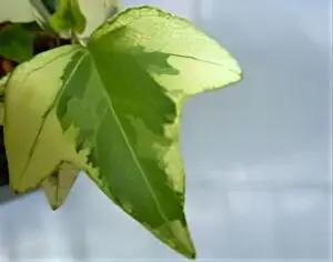 Hedera helix 'Brightstone'