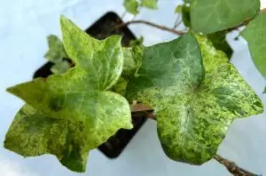 Hedera helix 'Brimstone'