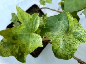 <em>Hedera helix</em> &lsquo;Brimstone&rsquo; – Lierre d&rsquo;ornement