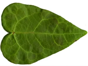 <em>Hedera helix</em> &lsquo;Brokamp&rsquo; – Lierre d&rsquo;ornement