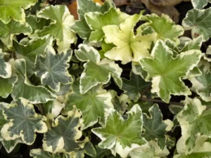 <em>Hedera helix</em> &lsquo;Caecilia&rsquo; – Lierre d&rsquo;ornement