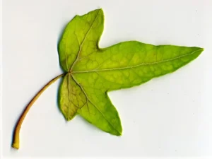 <em>Hedera helix</em> &lsquo;Caenwoodiana Aurea&rsquo; – Lierre d&rsquo;ornement