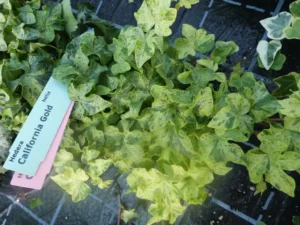 Hedera helix 'California Gold'