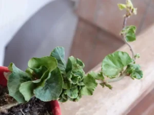 Hedera helix 'Can Can'