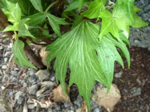 <em>Hedera helix</em> ‘Carolina Crinckle’ - Ornamental ivy