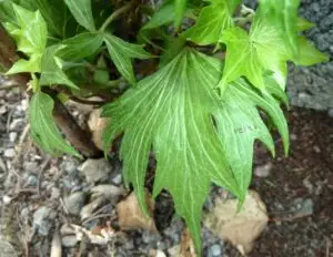 Hedera helix 'Carolina Crinckle' (The Carolina Crinckle)'