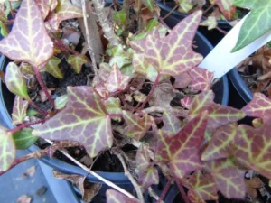 Hedera helix 'Cathedral Wall'