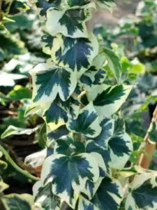 Hedera helix 'Cavendishii Semi Arborescent' (Semi Treescent)'