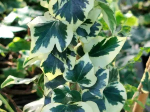 <em>Hedera helix</em> &lsquo;Cavendishii Semi Arborescent&rsquo;