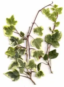 Hedera helix 'Celebrity'