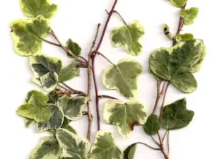 <em>Hedera helix</em> ‘Celebrity’ - Ornamental ivy