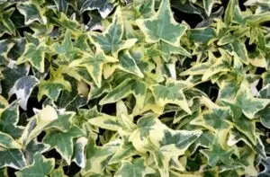 Hedera helix 'Ceridwen'
