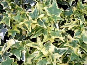 <em>Hedera helix</em> &lsquo;Ceridwen&rsquo; – Lierre d&rsquo;ornement