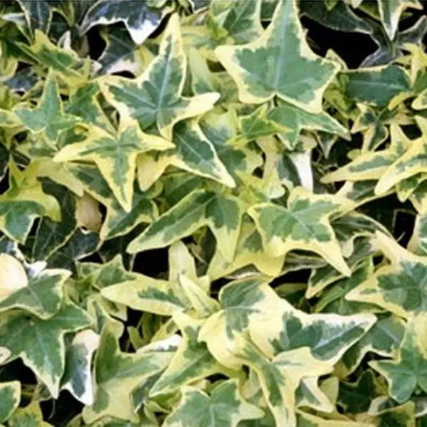 Hedera helix 'Ceridwen'