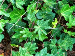Hedera helix 'Cheap Thrills'