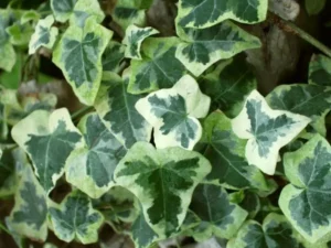 <em>Hedera helix</em> &lsquo;Chester&rsquo; – Lierre d&rsquo;ornement