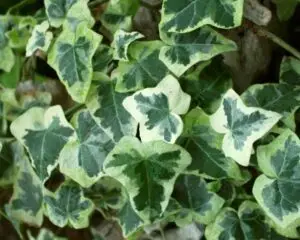 Hedera helix 'Chester'