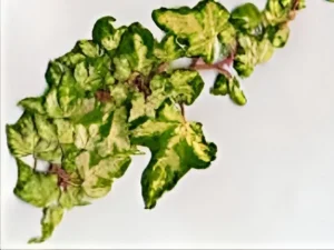 Hedera helix 'Classy Lassie'