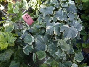 Hedera helix 'Cleeve'