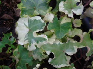 Hedera helix 'Clotted Cream'