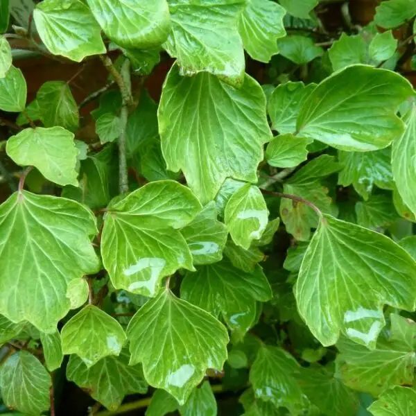 Hedera helix 'Cockle Shell'