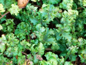 Hedera helix 'Colin'